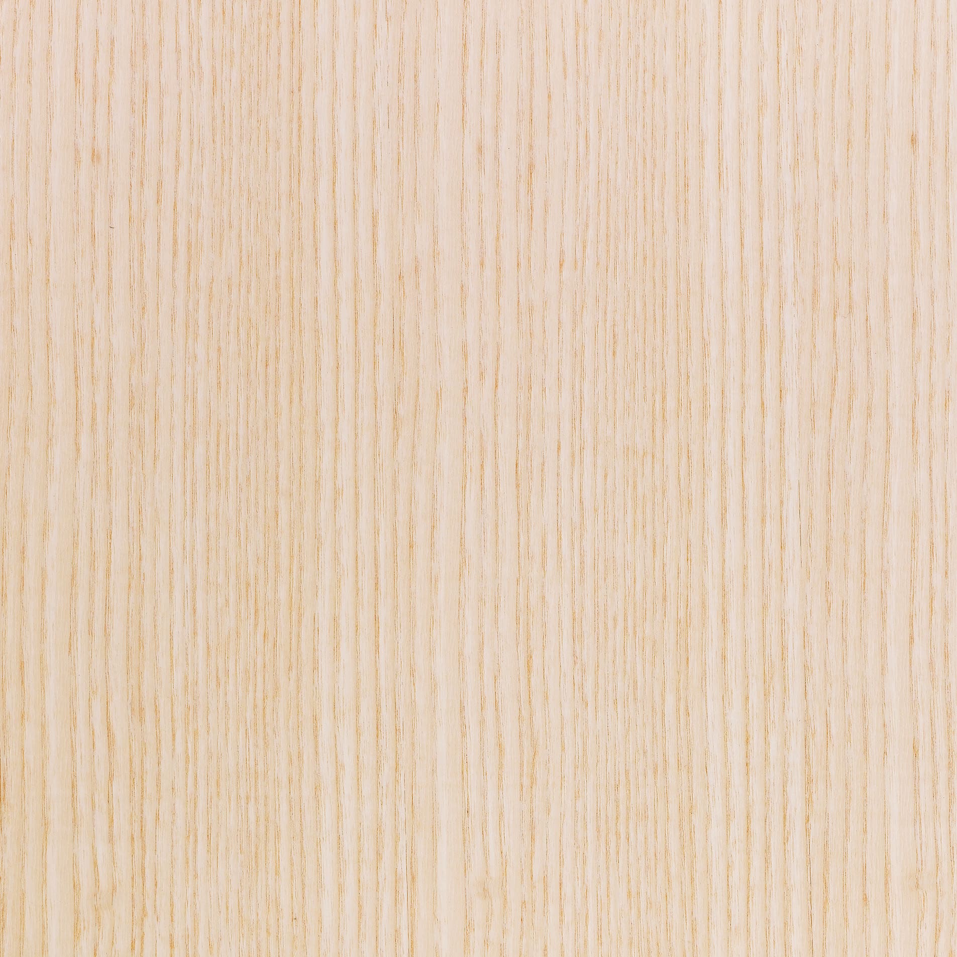 本体